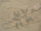 Rosa distesa Olio su tela con sabbia 20 x 35 cm
